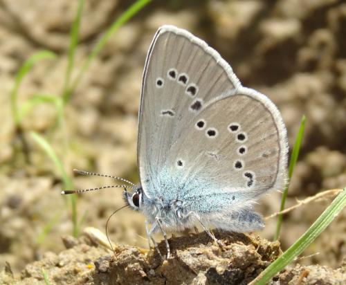 Réf. 188 856 : Cyaniris semiargus